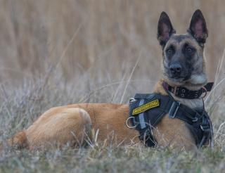 Служебная собака Кали из Калининградской области помогла найти в лесу мужчину  